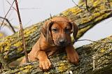 RODESIAN RIDGEBACK 176